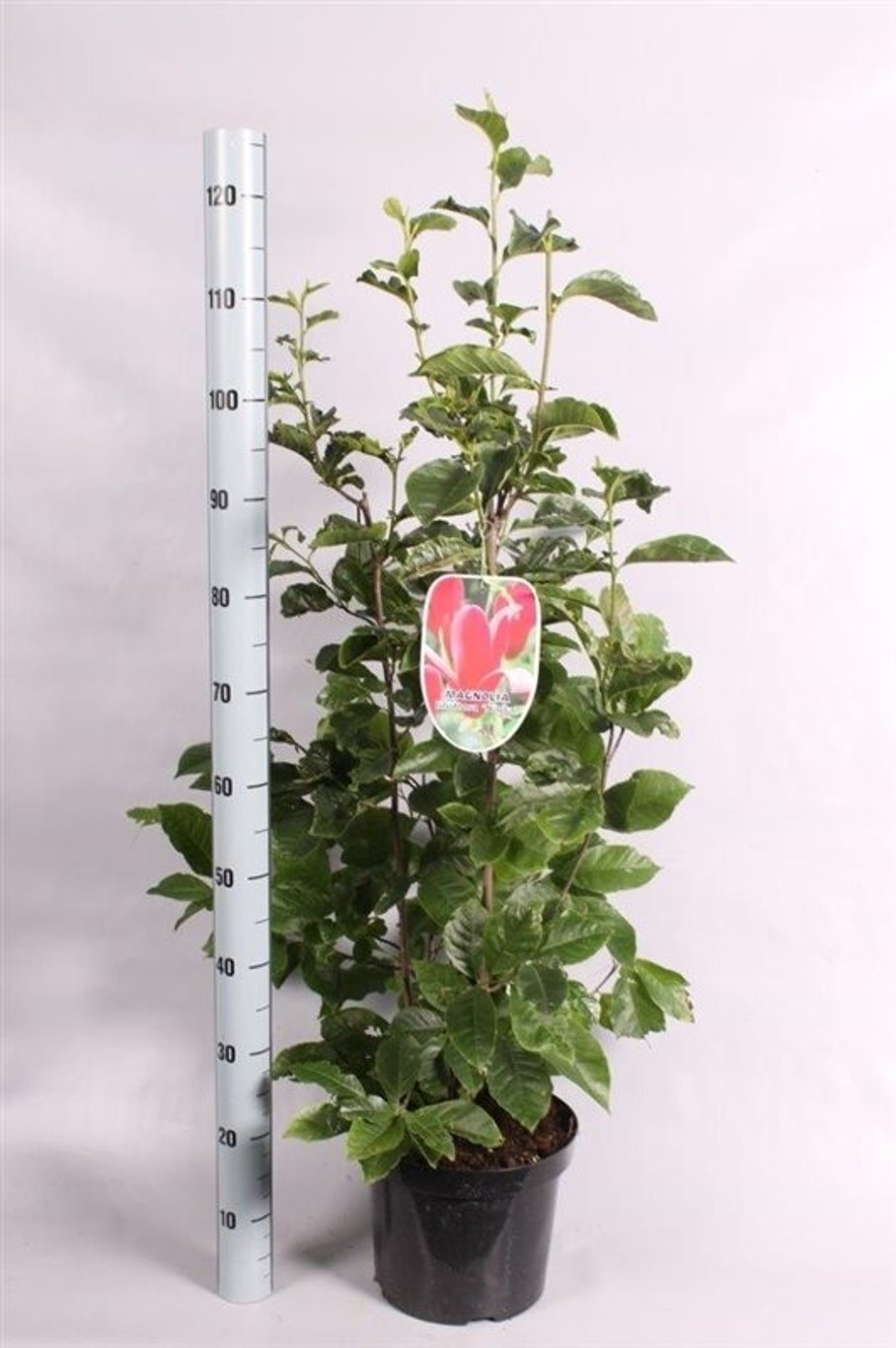 Magnolia l. 'Nigra' - C7.5 80-100 CM